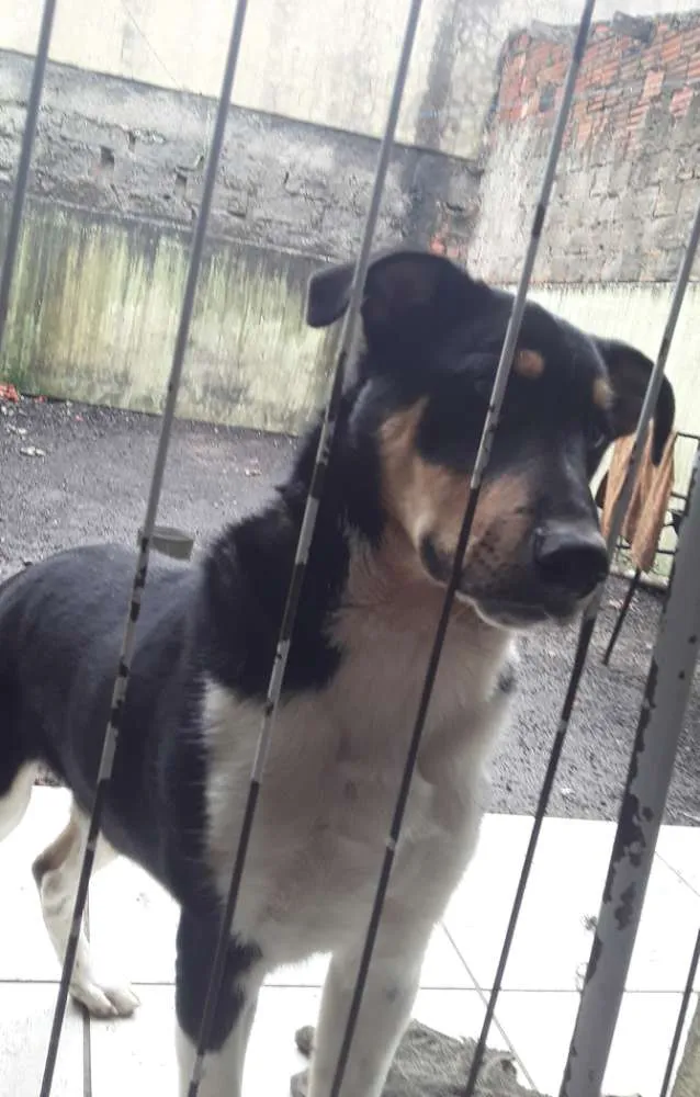 Cachorro ra a Border collie idade 2 a 6 meses nome Urso