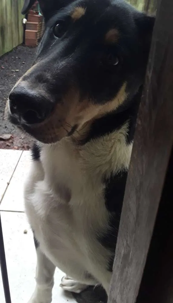 Cachorro ra a Border collie idade 2 a 6 meses nome Urso
