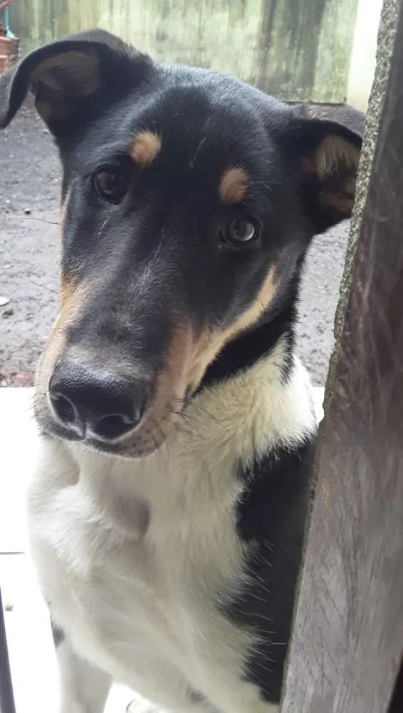 Cachorro ra a Border collie idade 2 a 6 meses nome Urso