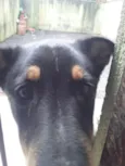 Urso