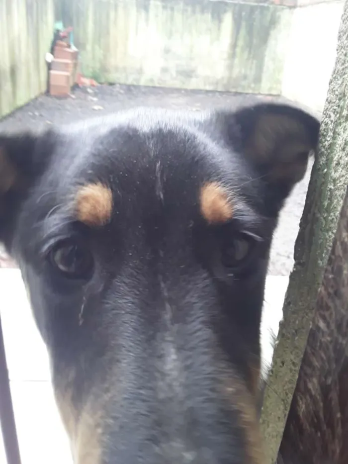 Cachorro ra a Border collie idade 2 a 6 meses nome Urso