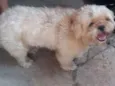Vitório