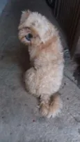 Vitório