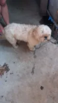 Vitório 
