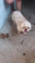 Vitório