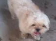 Vitório