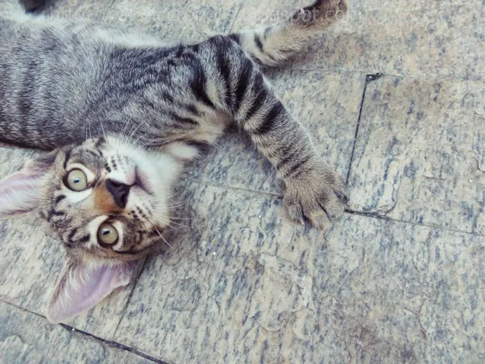 Gato ra a srd idade 7 a 11 meses nome Dashi