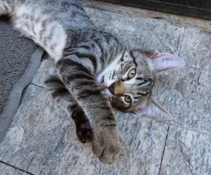 Gato ra a srd idade 7 a 11 meses nome Dashi