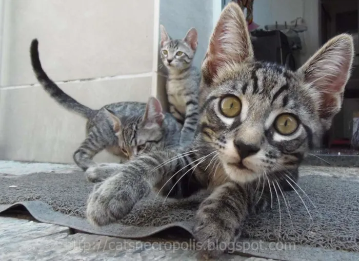 Gato ra a srd idade 2 a 6 meses nome Tarê