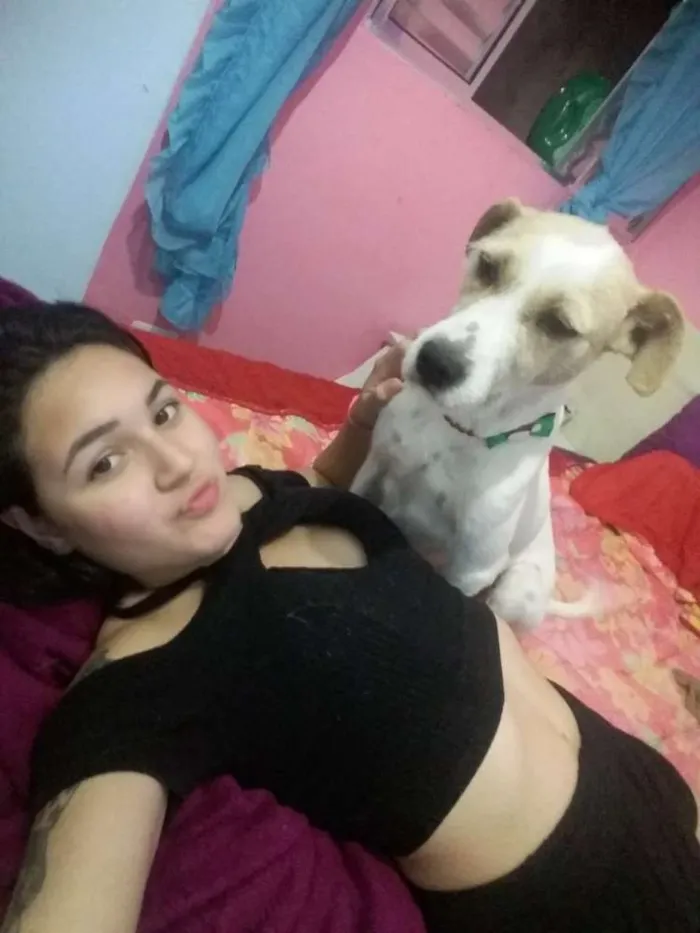 Cachorro raça Pitbull com vira lata idade 3 anos nome Layla