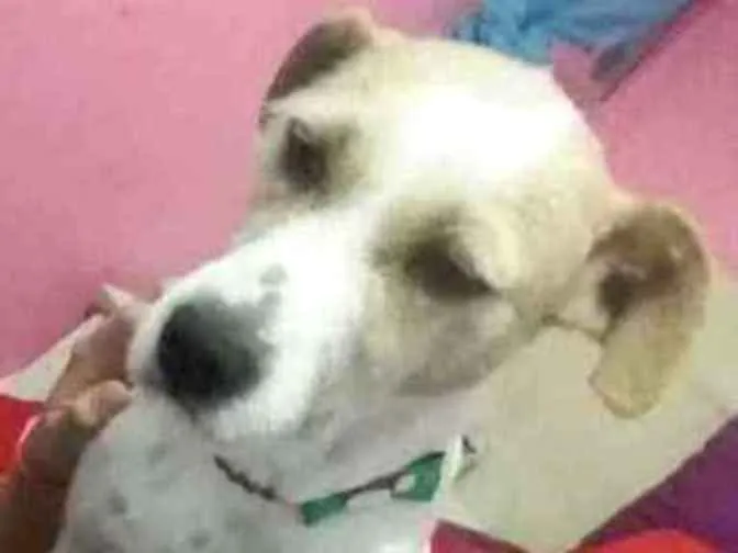 Cachorro raça Pitbull com vira lata idade 3 anos nome Layla