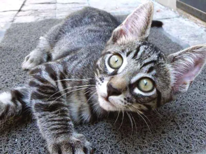 Gato ra a srd idade 2 a 6 meses nome Tarê