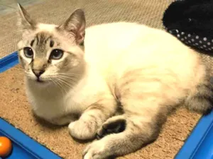Gato raça SRD  idade 7 a 11 meses nome Penélope 