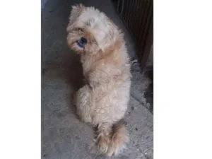 Cachorro raça Shitzu idade 4 anos nome Vitório 