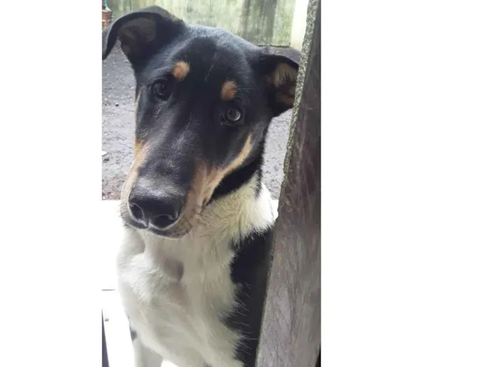Cachorro ra a Border collie idade 2 a 6 meses nome Urso