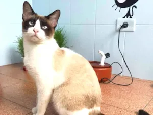 Gato raça SRD idade 7 a 11 meses nome Bisnaga 