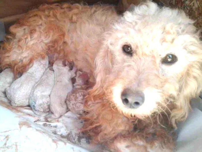 Cachorro ra a Poodle idade Abaixo de 2 meses nome nenês