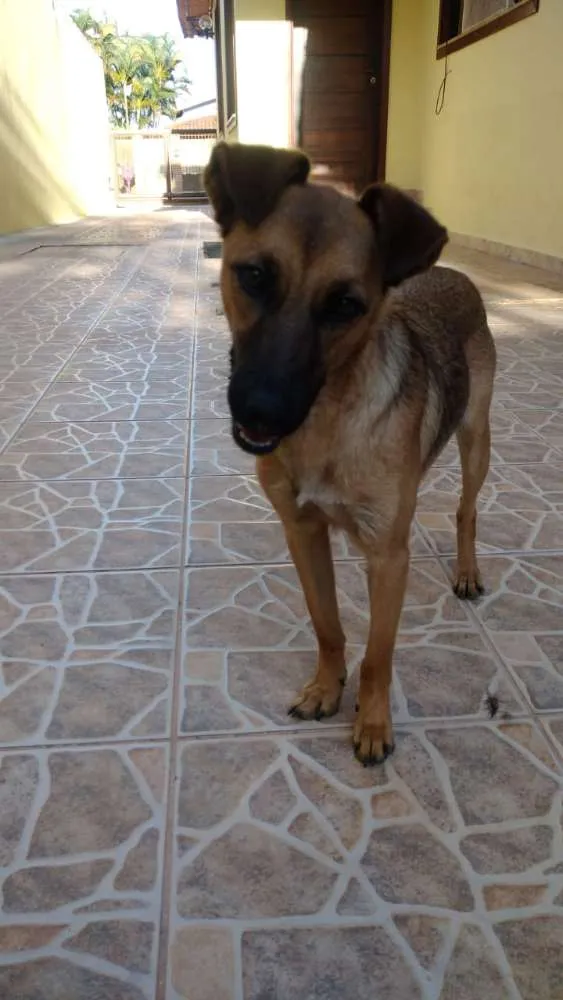 Cachorro raça SRD idade 1 ano nome Ainda Sem Nome