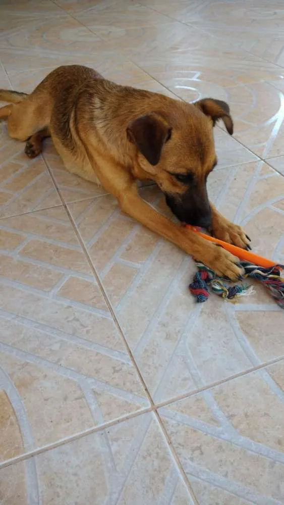 Cachorro raça SRD idade 1 ano nome Ainda Sem Nome