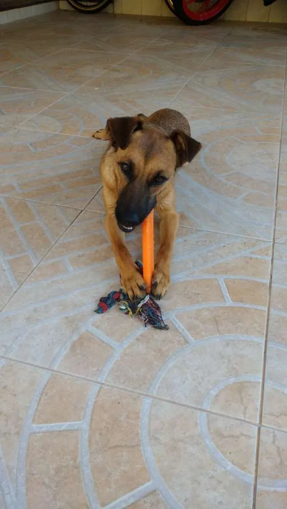 Cachorro raça SRD idade 1 ano nome Ainda Sem Nome