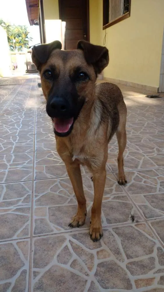 Cachorro raça SRD idade 1 ano nome Ainda Sem Nome