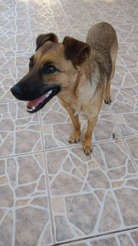 Cachorro raça SRD idade 1 ano nome Ainda Sem Nome