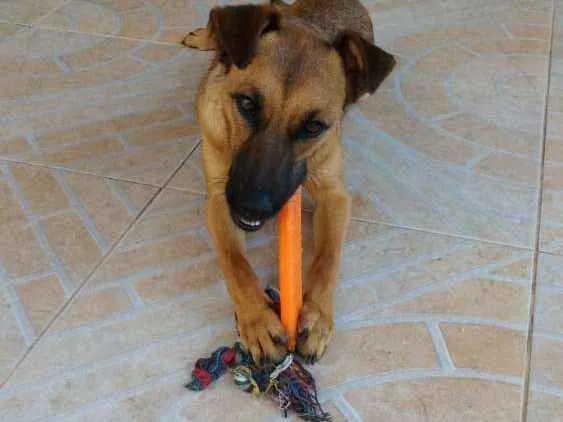 Cachorro raça SRD idade 1 ano nome Ainda Sem Nome