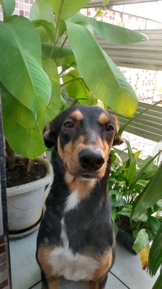 Cachorro ra a Desconhecida idade 7 a 11 meses nome Catarina