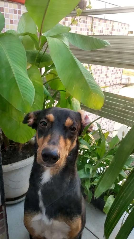 Cachorro ra a Desconhecida idade 7 a 11 meses nome Catarina