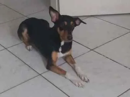 Cachorro ra a Desconhecida idade 7 a 11 meses nome Catarina