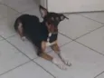 Catarina