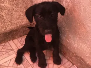 Cachorro raça Sem raça definida  idade 2 a 6 meses nome Jade 