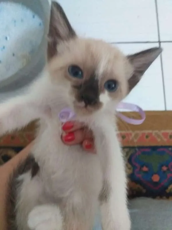 Gato ra a Indefinida idade 2 a 6 meses nome Sem nome