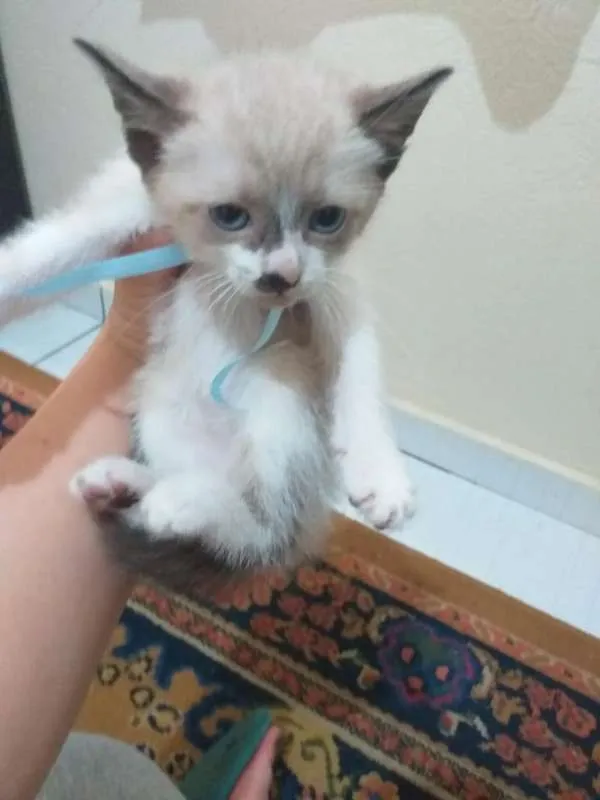 Gato ra a Indefinida idade 2 a 6 meses nome Sem nome