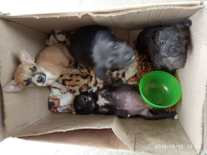 Cachorro ra a Dogs idade 2 a 6 meses nome Filhotes