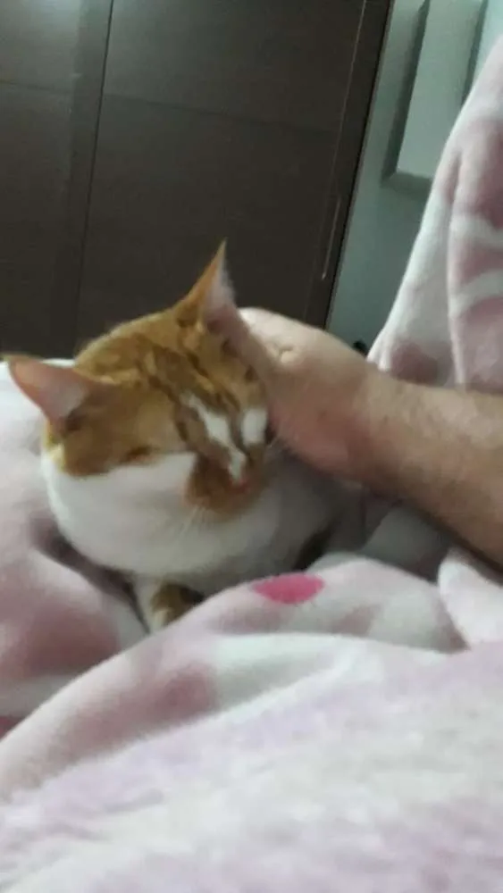 Gato raça Desconhecida idade 1 ano nome Mingal