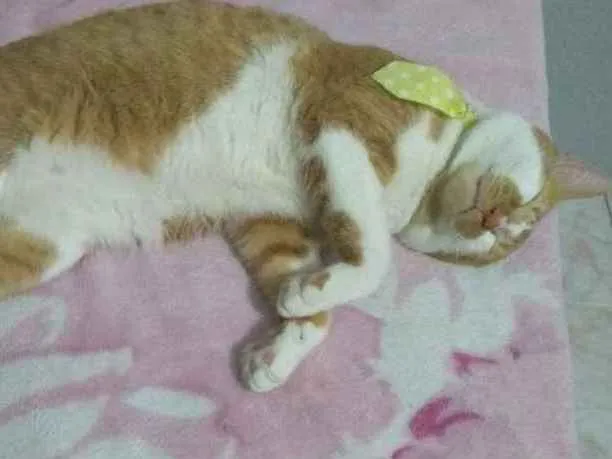 Gato raça Desconhecida idade 1 ano nome Mingal