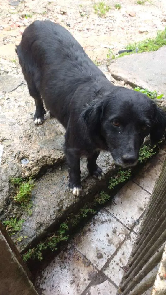 Cachorro ra a Vira lata idade 2 anos nome Belinha