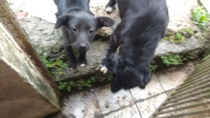 Cachorro ra a Vira lata idade 2 anos nome Belinha