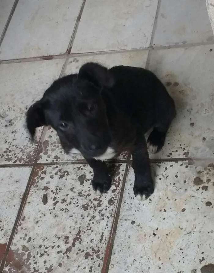 Cachorro ra a Vira lata idade 2 a 6 meses nome Não tem nome ainda