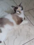Lolita