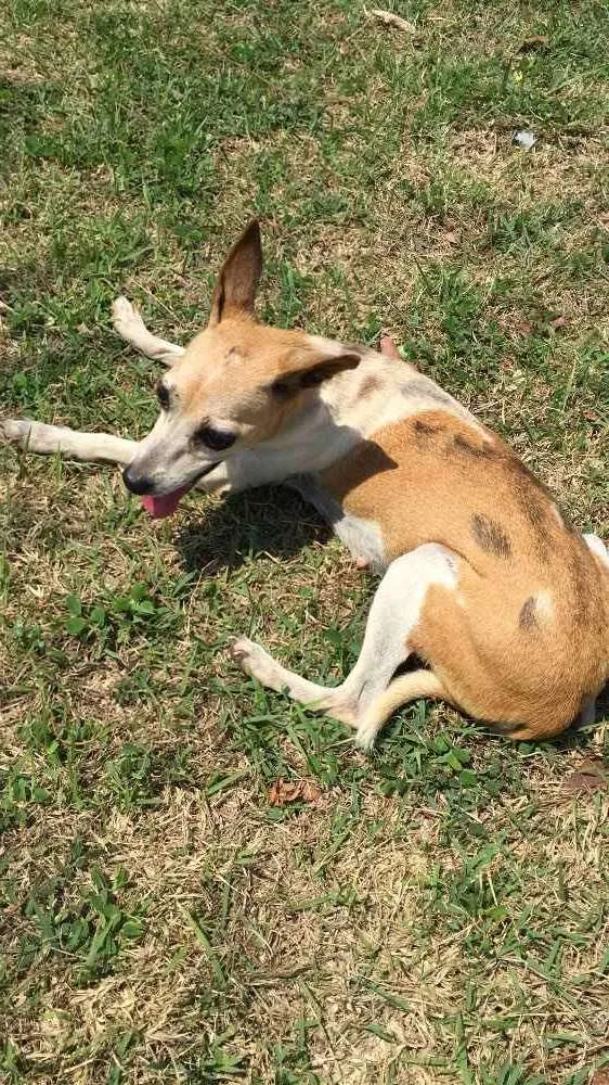 Cachorro ra a Não sei  idade  nome Não sei 