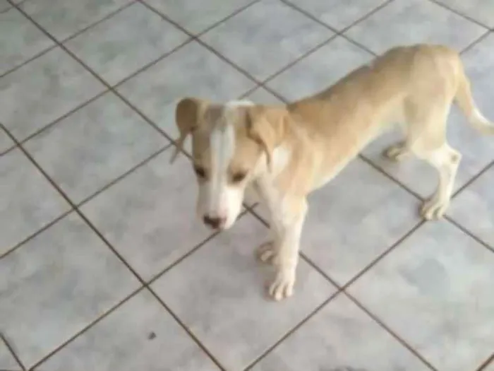 Cachorro ra a RND idade 2 a 6 meses nome Akira