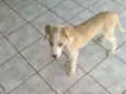 Akira