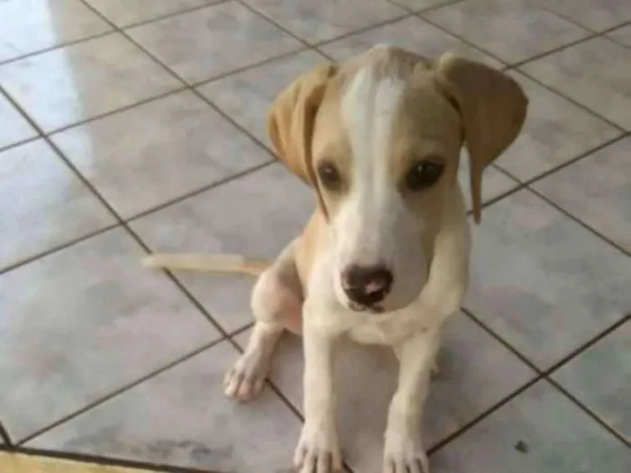 Cachorro ra a RND idade 2 a 6 meses nome Akira