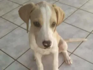 Cachorro raça RND idade 2 a 6 meses nome Akira