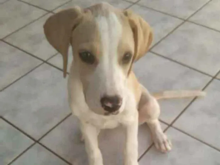 Cachorro ra a RND idade 2 a 6 meses nome Akira