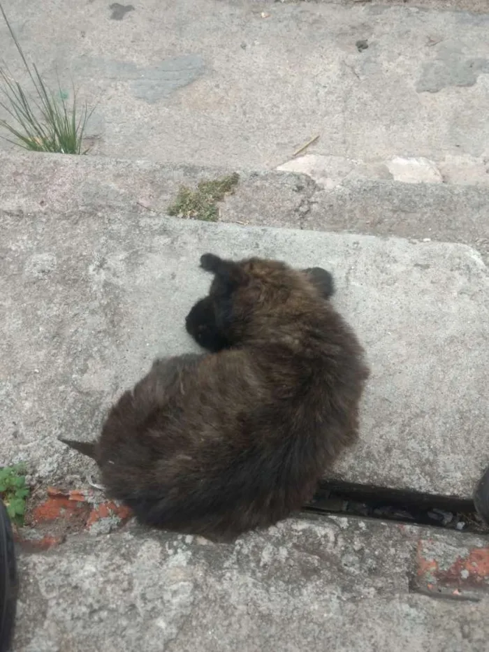 Cachorro ra a  idade  nome Não tem