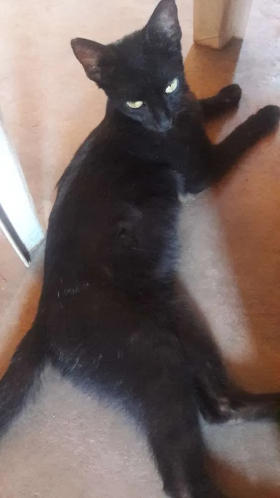 Gato raça Normal idade 7 a 11 meses nome Nininha