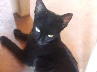 Gato raça Normal idade 7 a 11 meses nome Nininha
